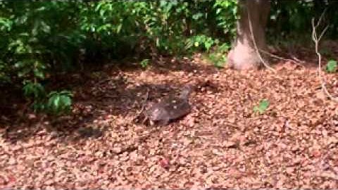Florida Softshell Turtle laying eggs