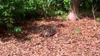 Florida Softshell Turtle laying eggs