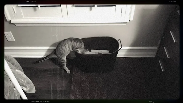 Bailey Trash Can Diving
