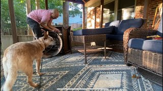 Prudent K9 Training - Biscotti - Socialization with Chair Repair