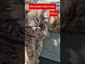 #видео #cat #обзор #отношения #доброесердце #дом #успех #отдых #любовь