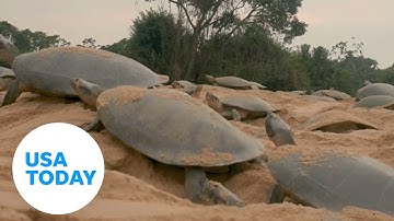 Largest ever freshwater baby turtle hatching captured on camera | USA TODAY