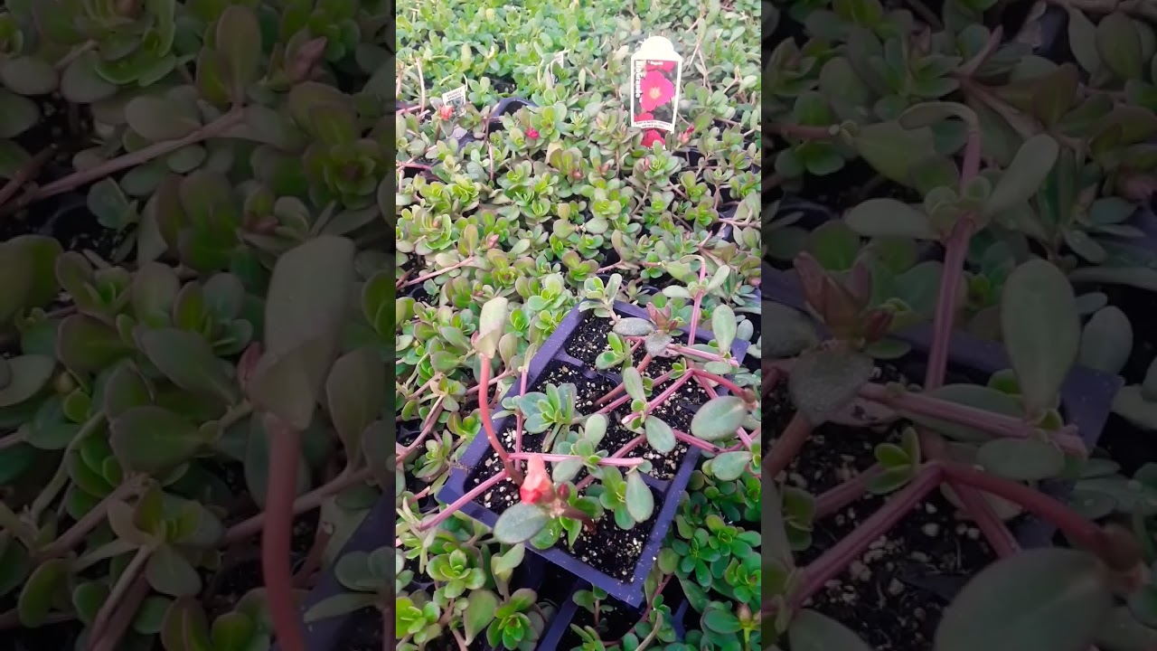 Common Purslane Plant | Gardening With Spenta | USDA Zone 7 | Edible Plants | Garden Planning