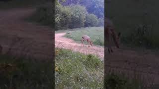 пугливая косуля. #рек #nature #фотоловушка #wildlife #deer #animals #лес #interesting