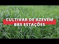 Nova cultivar de azevém BRS Estações é opção para reduzir os vazios forrageiros I Terra Sul