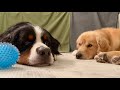 飼い主を亡くした老犬バーニーズが疲れ果てました