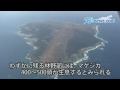 馬毛島を空撮 2010年2月28日