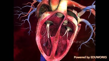 Structure of Human Heart-Digischool