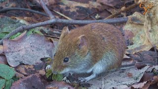 Лесные птицы и мыши весной Лесные птицы и мыши весной