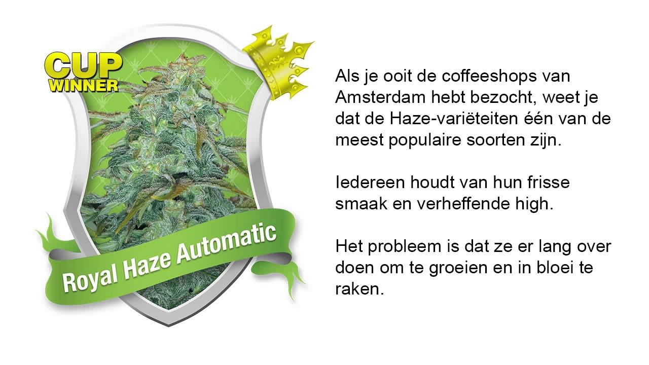 Royal Haze Automatic *Royal Queen Seeds*