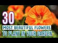 30 Most Beautiful Flowers To Plant In Your Garden