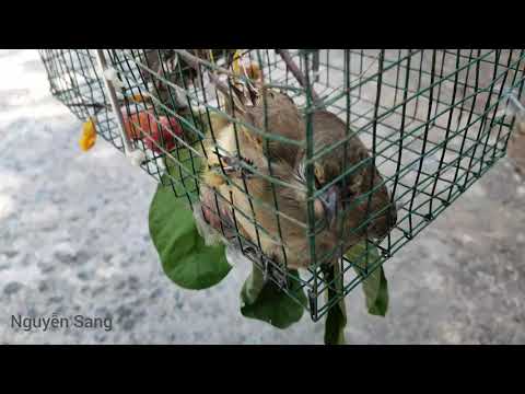 Video Dùng bẫy tự chế không cần chim mồi và cái kết được cả... - youtube