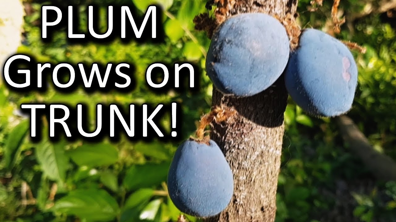 Selfsufficientme fruit tree tour