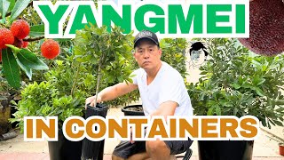 Growing Yangmei in Containers - Tips for Success
