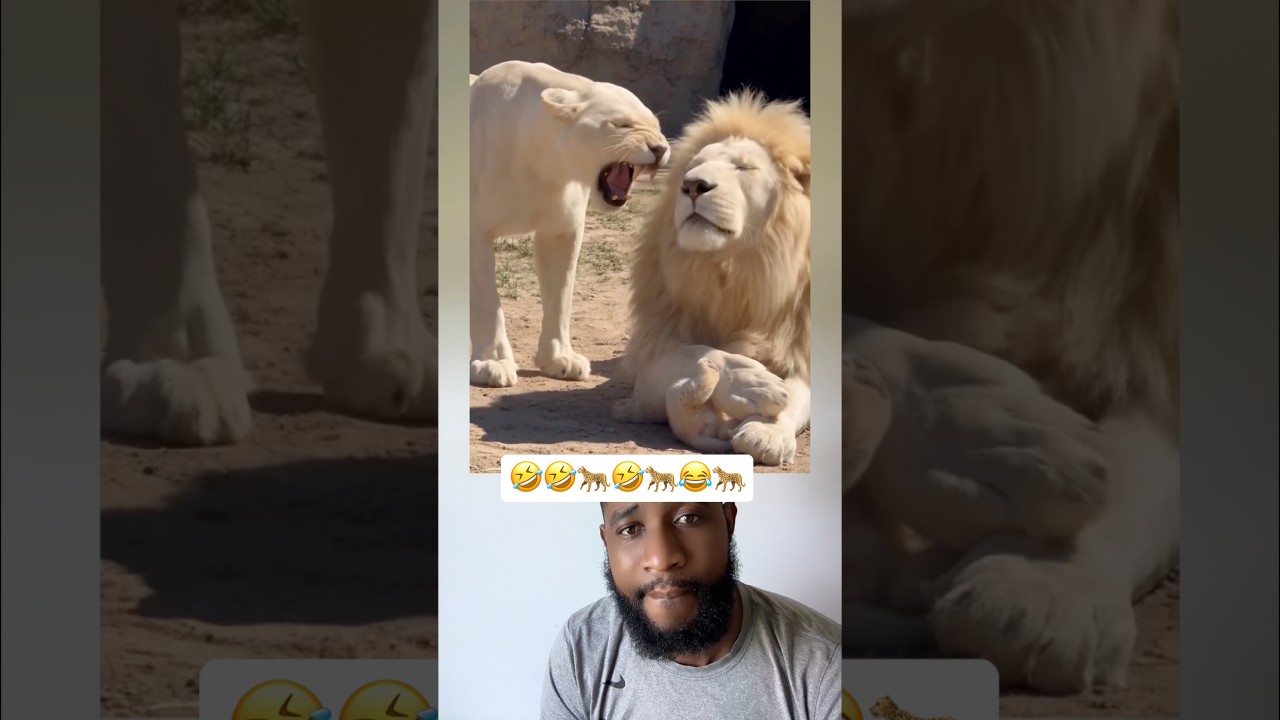 #duet #ekmotahathighumechala 🤣🤣🤣🐆🐆🐆🐆😂😂🐅🐅🐅🐅