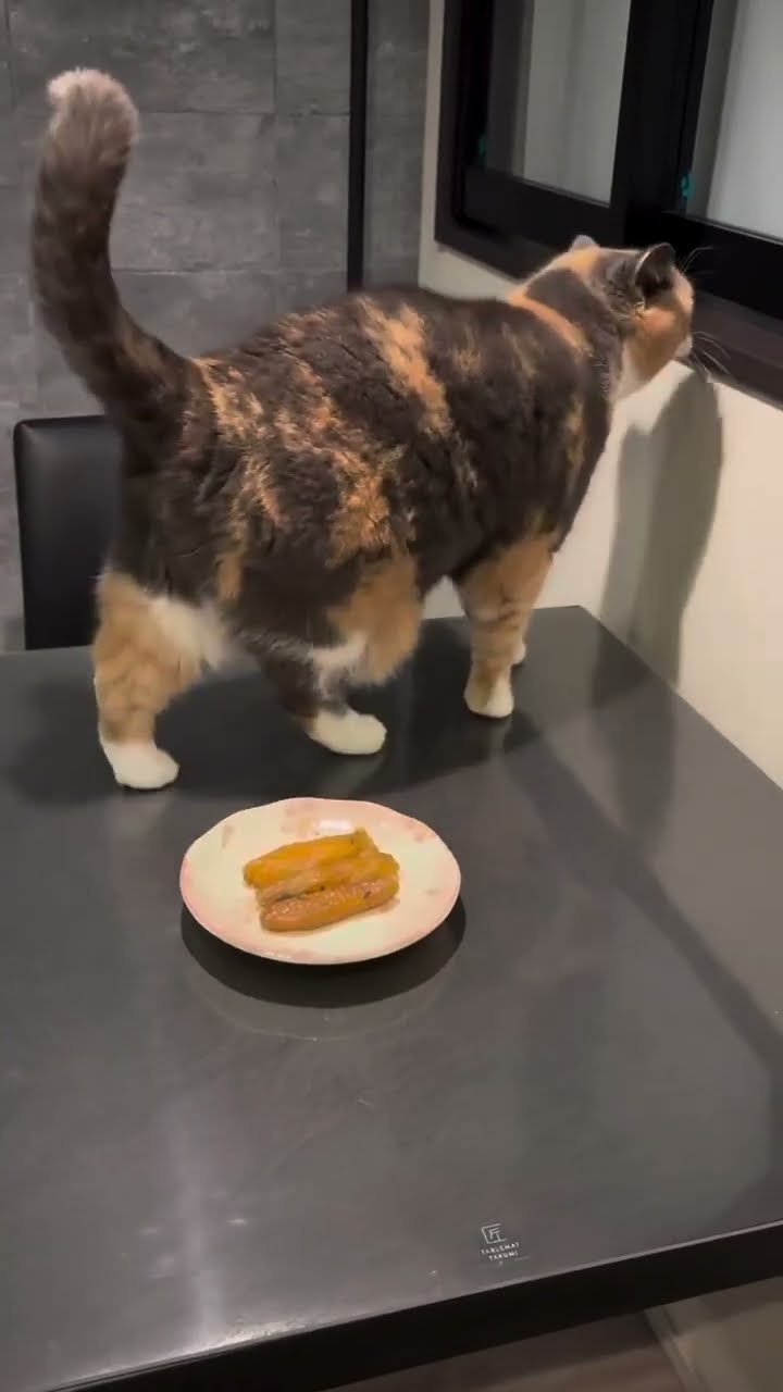 NEW VIDÉOS 2025 TRÈS DRÔLES LES CHATS ?????????????????????????