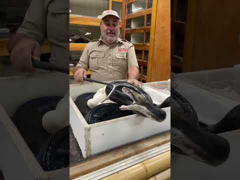 You never know 🐍 when you’re doing egg clutches!