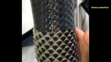 Boelen’s python shedding. A very rare and sought after species!