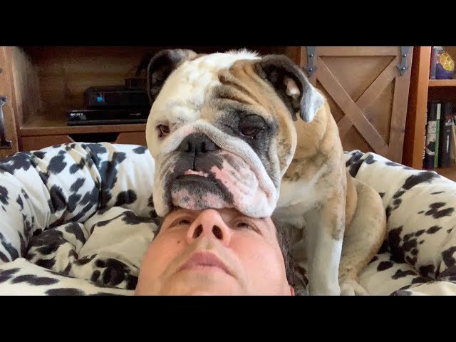 Reuben the Bulldog: Patience With My People