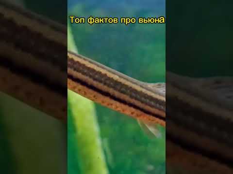 Интересные факты про