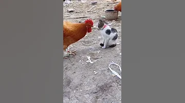 #Funny Chicken Vs Cat Fighting #shorts #tiktok