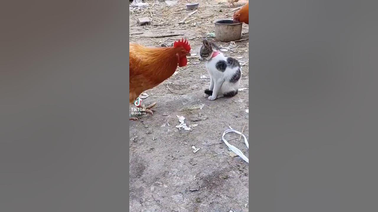 #Funny Chicken Vs Cat Fighting #shorts #tiktok