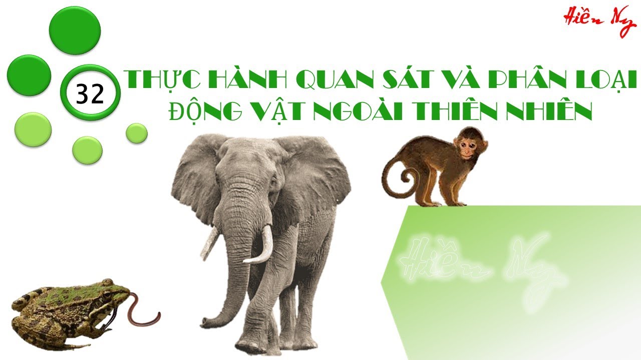 BÀI 32: Thực hành quan sát động vật ngoài thiên nhiên - youtube