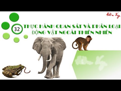 Video BÀI 32: Thực hành quan sát động vật ngoài thiên nhiên - youtube