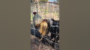 Bantam Phoenix Qaib Dib Tw Ntev #reels #shorts #chicken #poultry #gamefowl #ayam #rooster #gallos