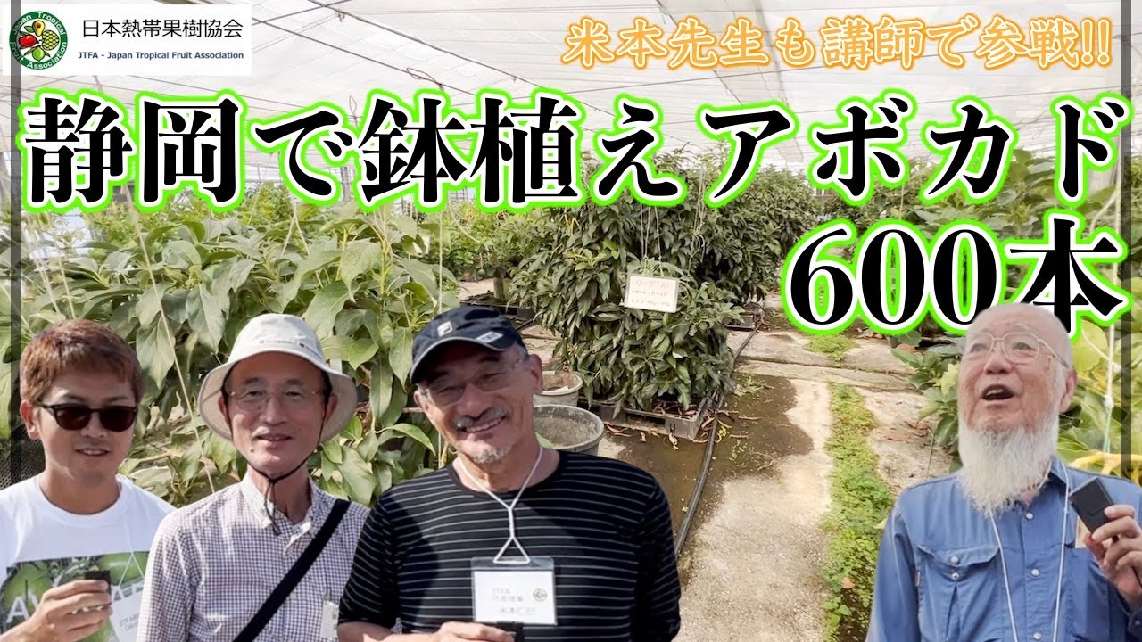 静岡で鉢植えアボカド600本!! 鉢植えでの育て方や大事なことなど解説！