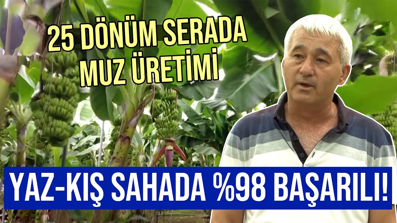 25 Dönüm Serada Muz Üretimi / Yaz-Kış Sahada %98 Başarılı! - Tarım Aktüel