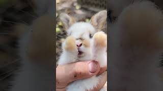 Funny Screaming Rabbit