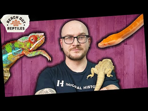5 Things I Learned About Reach Out Reptiles