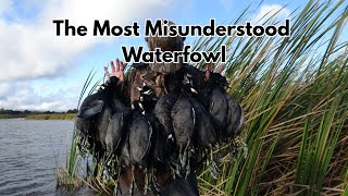 The Most Misunderstood Waterfowl! Coot Catch and Cook(Limited)