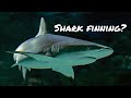 The ban of shark fin soup | Shark finning