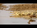 Crocodiles and Bird Behavior in Africa