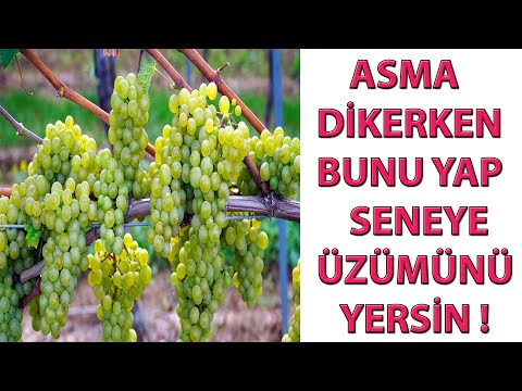 ASMA DİKERKEN BUNLARI YAP SENEYE ÜZÜMÜNÜ TOPLA