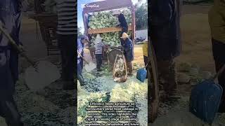 High-Speed Farm Cabbage Shredding Process