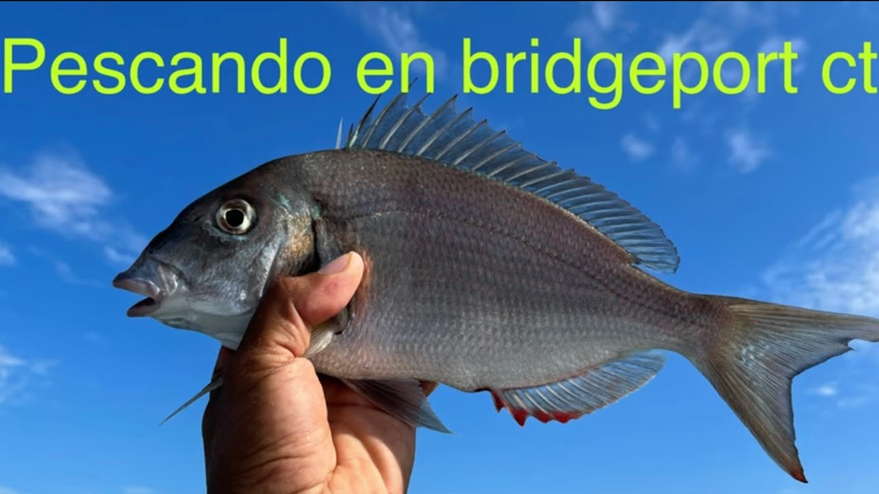 APRENDIENDO A PESCAR pescando bridgeport ctusa boat pesca