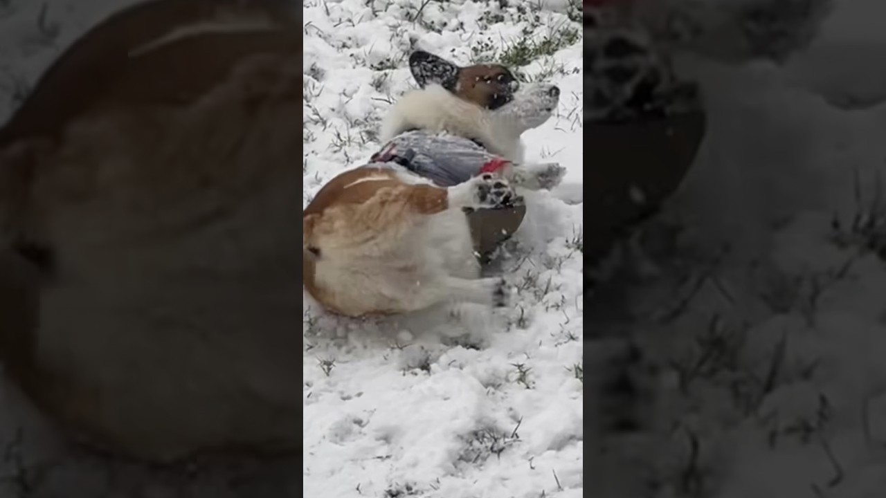 Texas Ice 2025 (Corgi Dog)