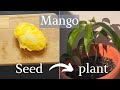 How to grow a mango tree from seed