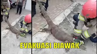Evakuasi Biawak Di Depok | UJUNG-UJUNGNYA DAMKAR (30/04/25) P1