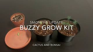 【 Buzzy grow kit】5months update/栽培５カ月目 バズィ栽培キット