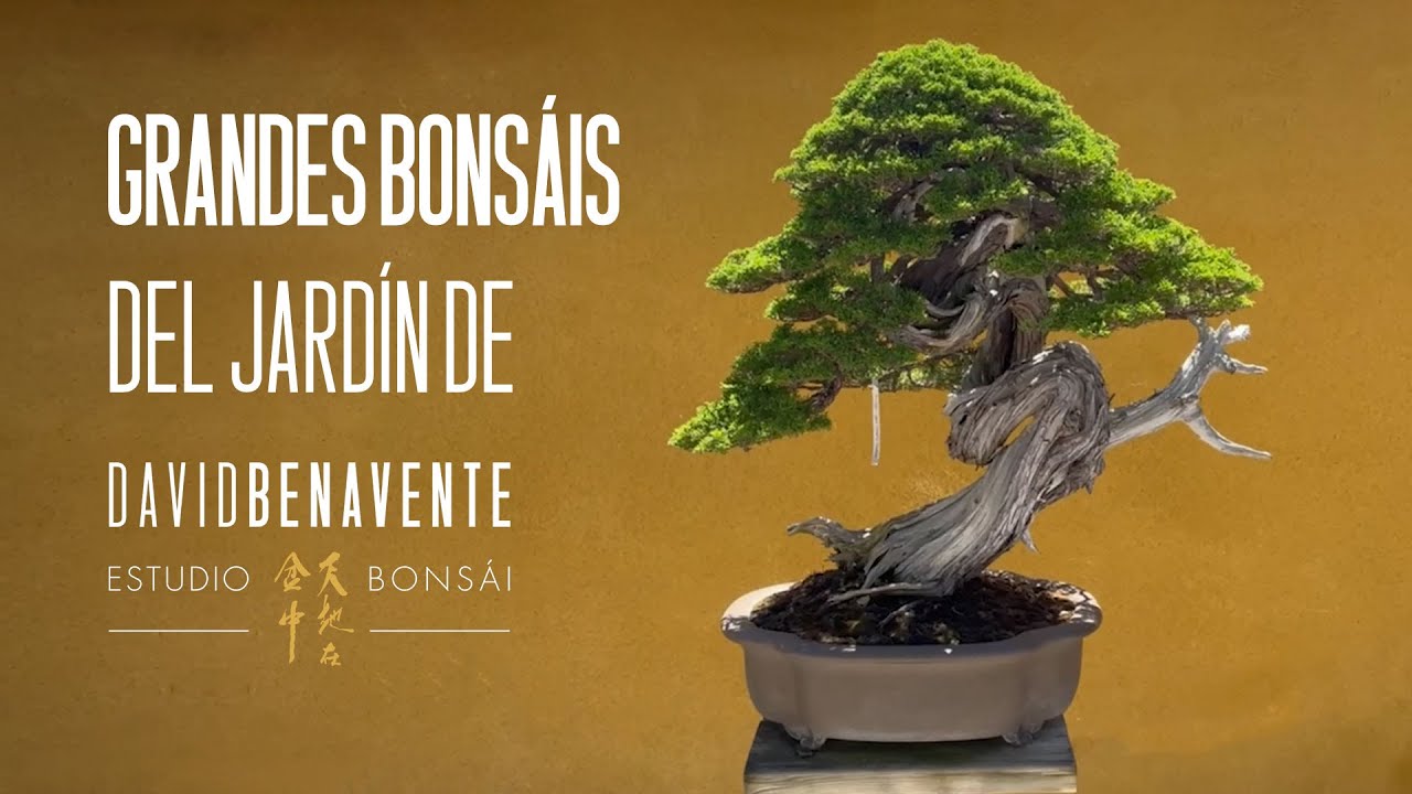 Grandes bonsáis del jardín de David Benavente