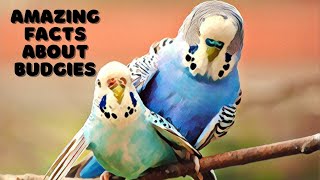 Amazing & Interesting Facts About Budgies | Budgies - Parakeet screenshot 4
