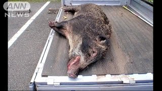 猪突猛進！イノシシ街中で大暴れ　男女6人かまれる(14/10/31)