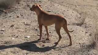 Rays Ruby Ridgeback