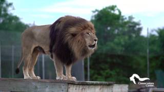 Ra Lion Roaring at Sunset