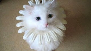 Funny Cats 2016 - Funny Cats Fails 2016 - Funny Cats Compilation 2016