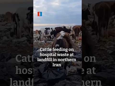 Cattle feeding on hospital waste at landfill in northern Iran
